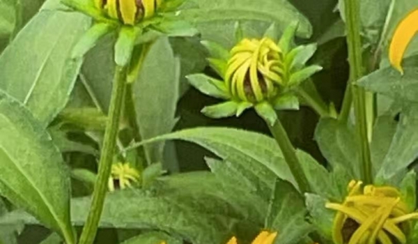 ��ŦԼ��������Ů��/Ůʿ