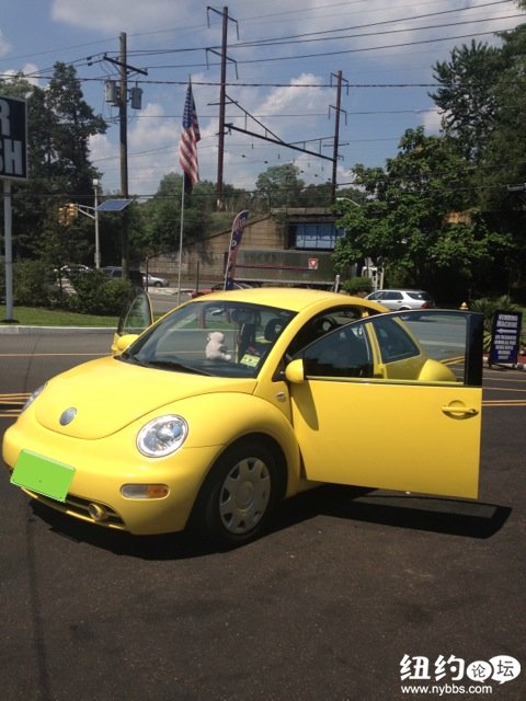 BEETLE 022.jpg