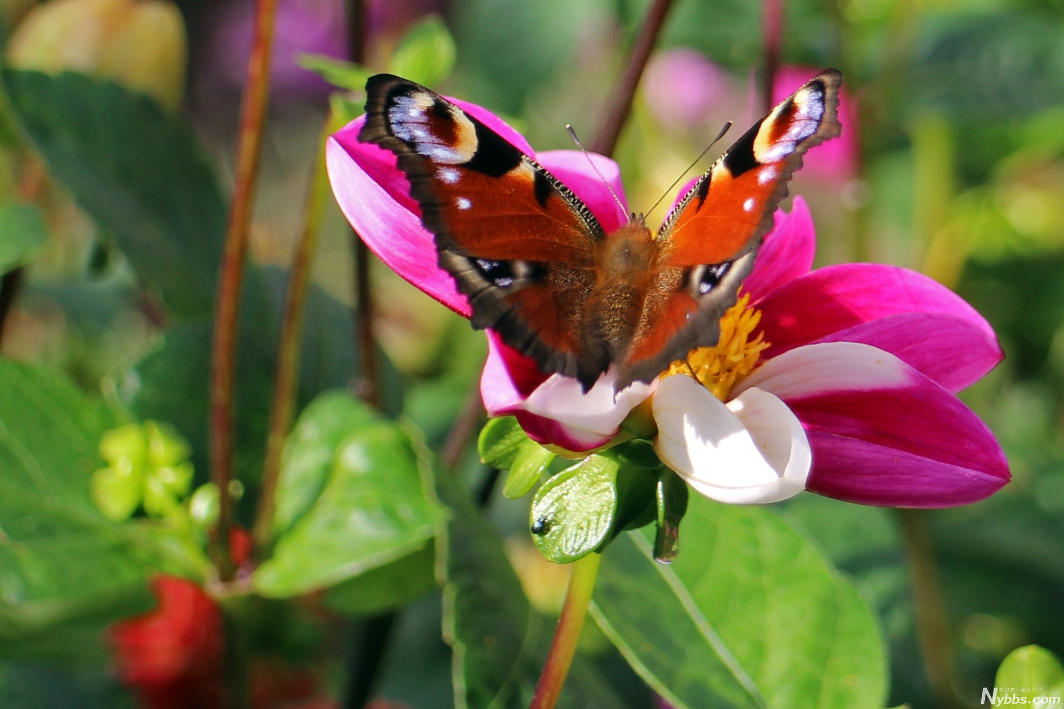 peacock-butterfly-469694.jpg