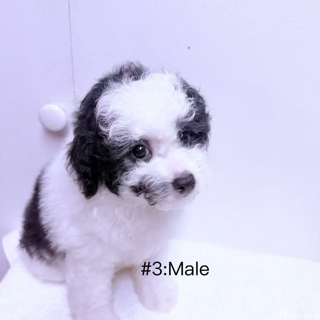 #3